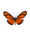 Eueides  aliphera