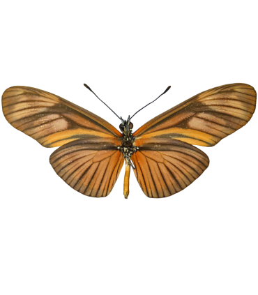 Eueides (Heliconius) aliphera