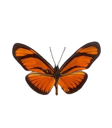 Eueides (Heliconius) aliphera