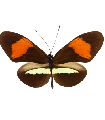 Heliconius melpomene amaryllis
