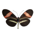 Heliconius melpomene amaryllis