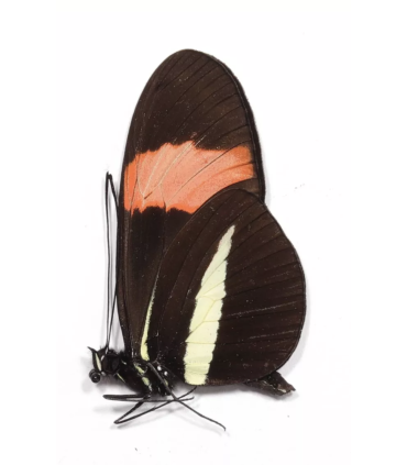 Heliconius melpomene amaryllis