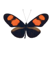 H.erato microclea