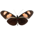 Heliconius erato microclea