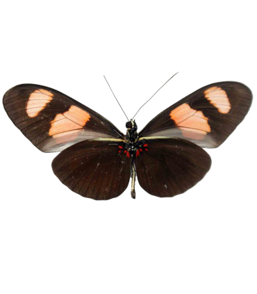 Heliconius erato microclea