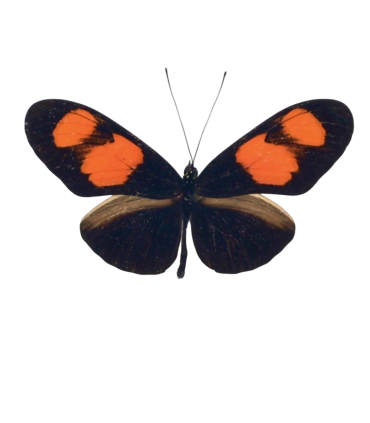 Heliconius erato microclea