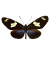Heliconius doris doris