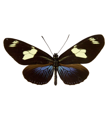 Heliconius doris doris