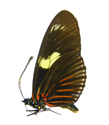 Heliconius doris doris