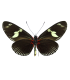 Heliconius doris doris