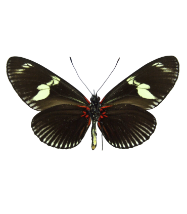 Heliconius doris doris