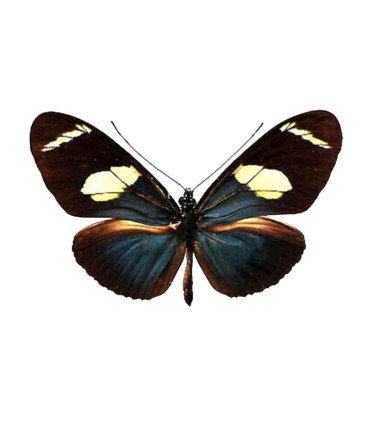Heliconius wallacei flavescens