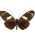 Heliconius wallacei flavescens