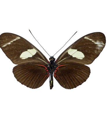 Heliconius wallacei flavescens