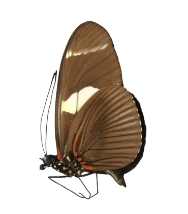 Heliconius wallacei flavescens