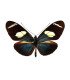 Heliconius wallacei flavescens