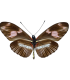 Heliconius telesiphe telesiphe