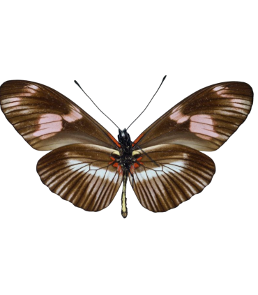 Heliconius telesiphe telesiphe