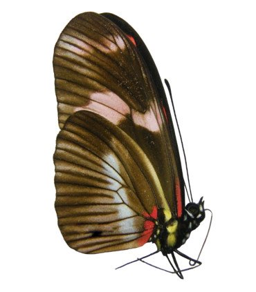Heliconius telesiphe telesiphe