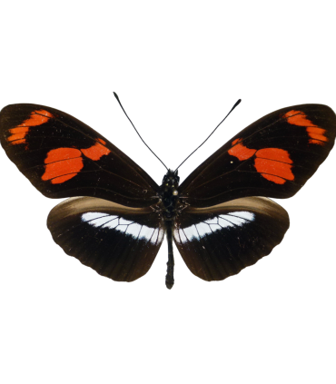 Heliconius telesiphe telesiphe