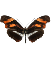 H. Podotricha telesifhe