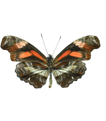 Heliconius Podotricha telesifhe