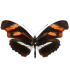 Heliconius Podotricha telesifhe