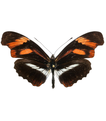 Heliconius Podotricha telesifhe