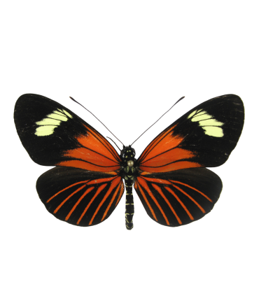 Heliconius xanthocles melittus