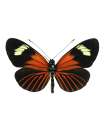 H. xanthocles melittus
