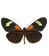 Heliconius xanthocles melittus