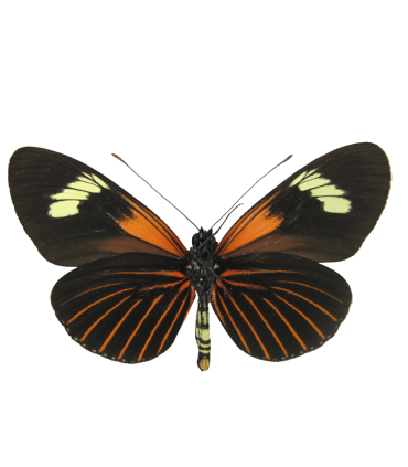 Heliconius xanthocles melittus