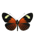 Heliconius xanthocles melittus