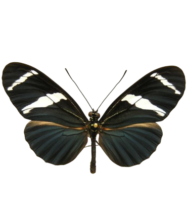 Heliconius antiochus antiochus