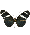H. antiochus antiochus