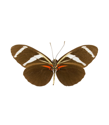 Heliconius antiochus antiochus