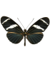 Heliconius antiochus antiochus