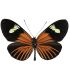 Heliconius  xanthocles melior