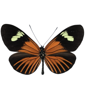 Heliconius  xanthocles melior