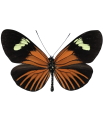 H. xanthocles melior