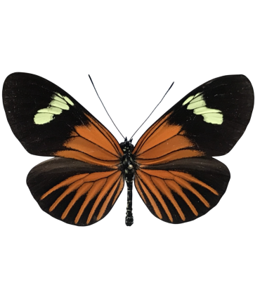 Heliconius  xanthocles melior