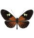 Heliconius burneyi huebneri
