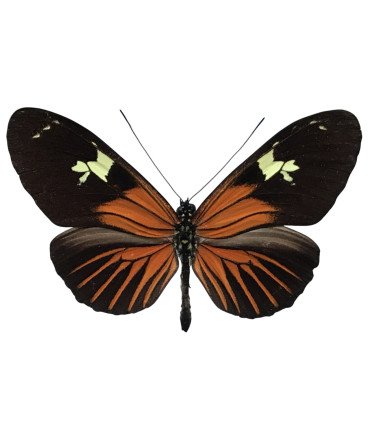 Heliconius burneyi huebneri
