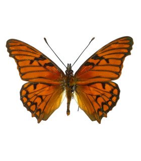Dione glicera