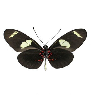 Heliconius sara thamar