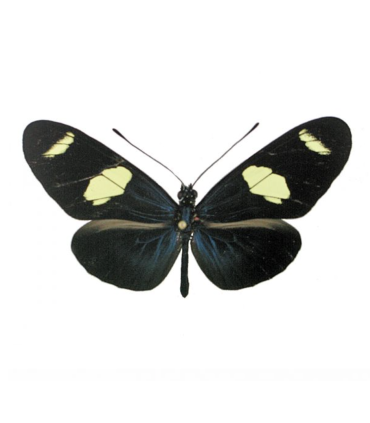 Heliconius sara thamar