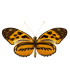 Heliconidae hecale sisyphus