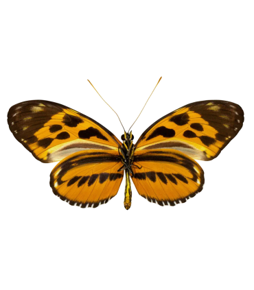 Heliconidae hecale sisyphus