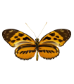 H.hecale sisyphus