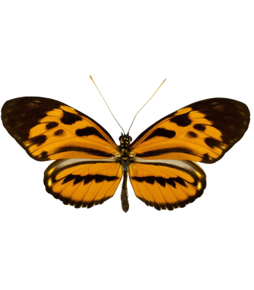 Heliconidae hecale sisyphus